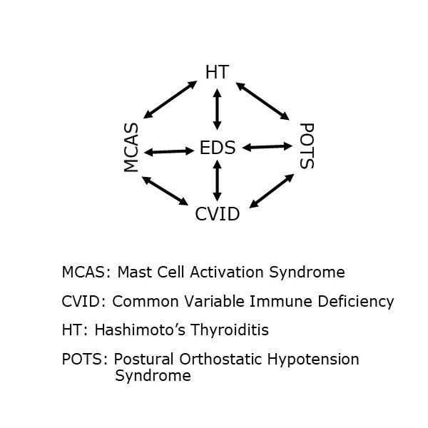 A diagram of the mcas, mast cell activation syndrome and cvid.